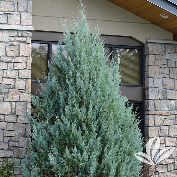 Juniperus scopulorum 'Wichita Blue' WICHITA BLUE JUNIPER from Greenleaf