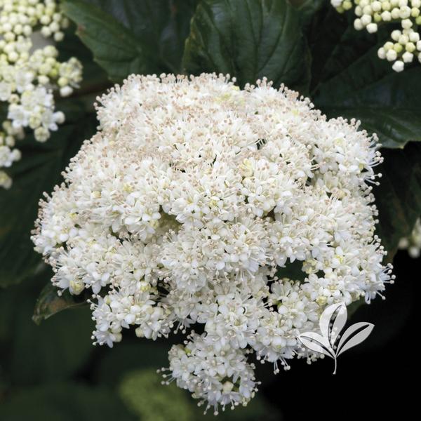 Viburnum Viburnum dentatum 'Synnestvedt' Chicago Lustre® Arrowwood Viburnum from Greenleaf Nursery