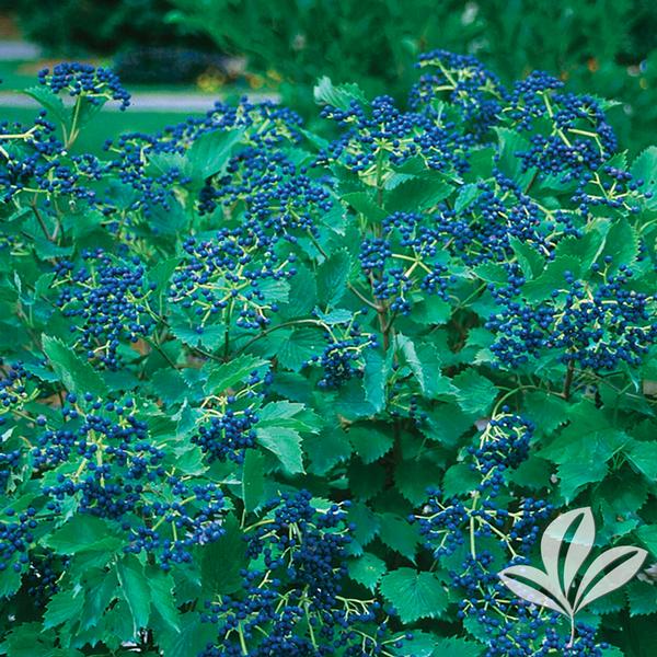 Viburnum Viburnum dentatum 'Christom' Blue Muffin® Viburnum from