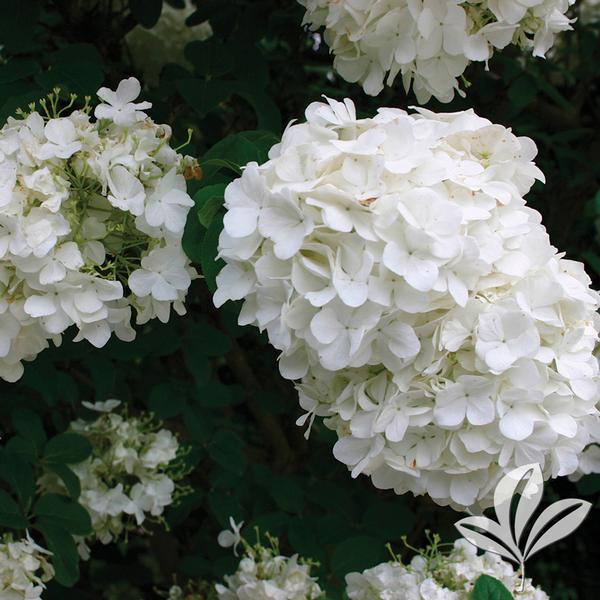 Viburnum Viburnum opulus 'Roseum' Eastern Snowball Viburnum from
