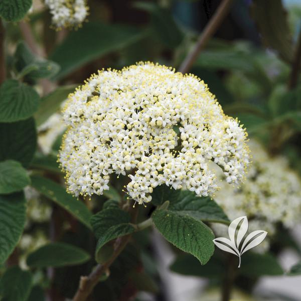 Viburnum Viburnum x r. 'Alleghany' Alleghany Viburnum from Greenleaf