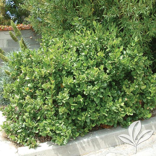 Viburnum Viburnum suspensum Sandankwa Viburnum from Greenleaf Nursery