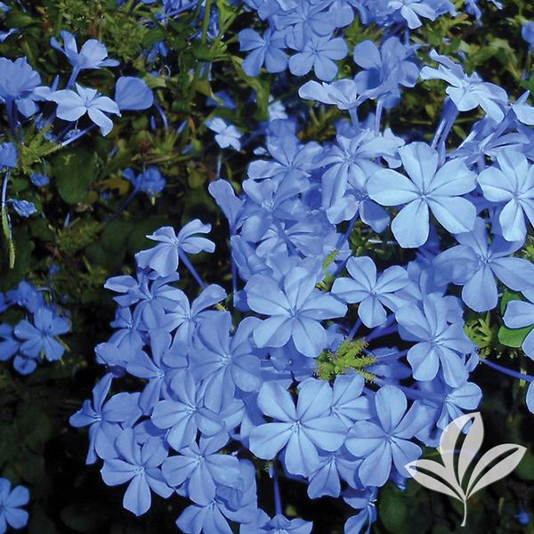 Plumbago auriculata 'Dark Blue' DARK BLUE PLUMBAGO from Greenleaf Nursery