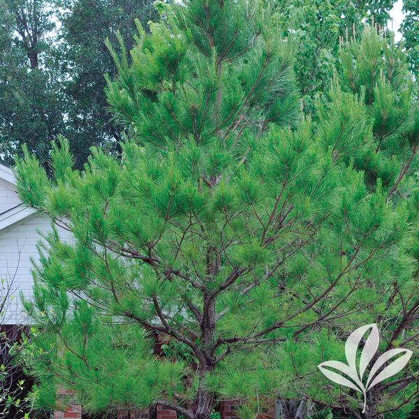 Pinus taeda LOBLOLLY PINE from Greenleaf Nursery