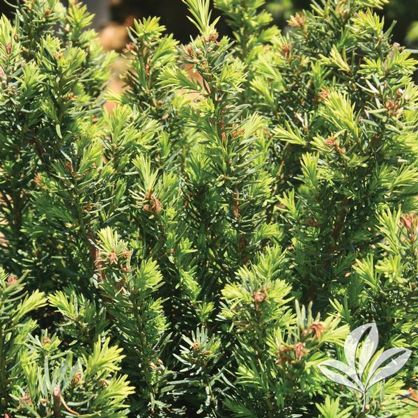 Taxus x media 'Densiformis' DENSIFORMIS YEW from Greenleaf Nursery