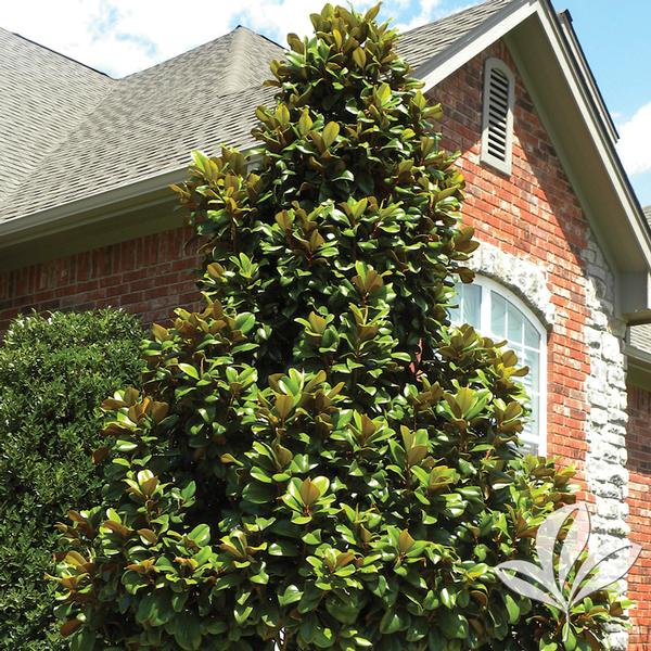 Magnolia Magnolia grandiflora 'Southern Charm' Teddy Bear® Magnolia