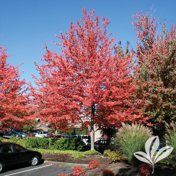 Acer rubrum 'Franksred' RED SUNSET(R) MAPLE from Greenleaf Nursery