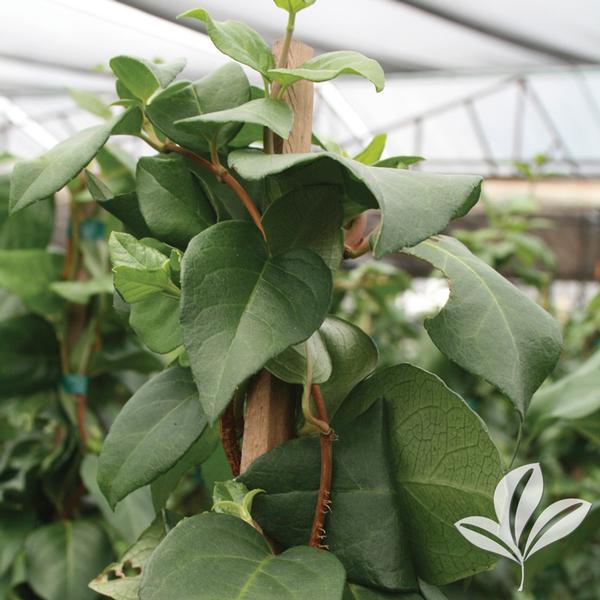 Decumaria Decumaria barbara 'Barbara Ann' Barbara Ann Climbing