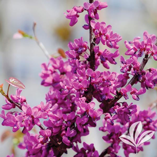 Cercis Cercis c. ssp. Texensis 'Oklahoma' Oklahoma Redbud from