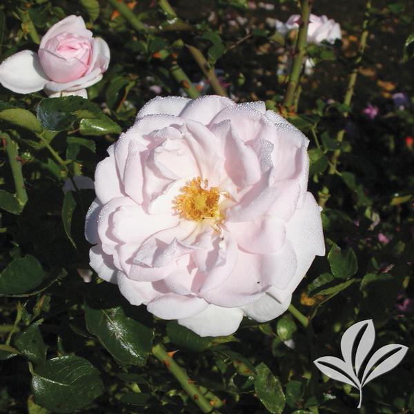 Rosa Rosa 'New Dawn' New Dawn Climbing Rose from Greenleaf Nursery