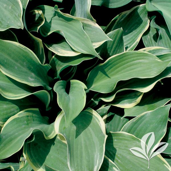 Hosta Hosta 'Regal Splendor' Regal Splendor Hosta from Greenleaf Nursery