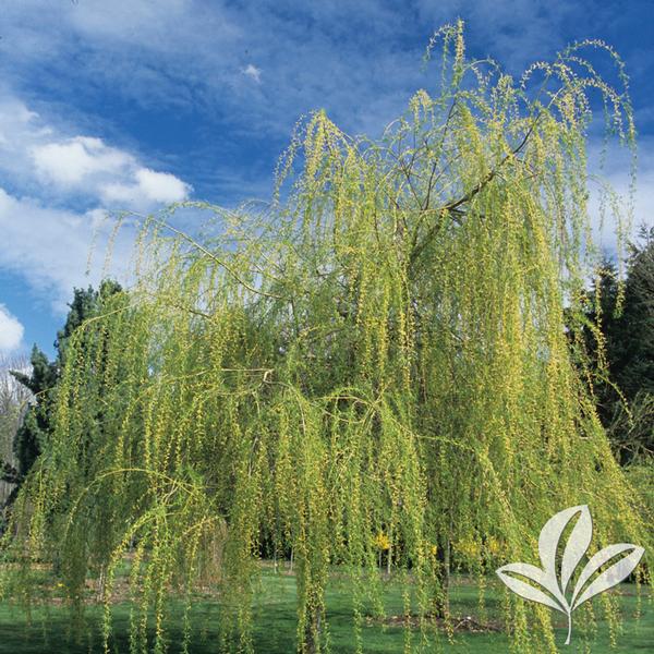 Salix Salix alba 'Tristis' GOLDEN WEEPING WILLOW from Greenleaf Nursery