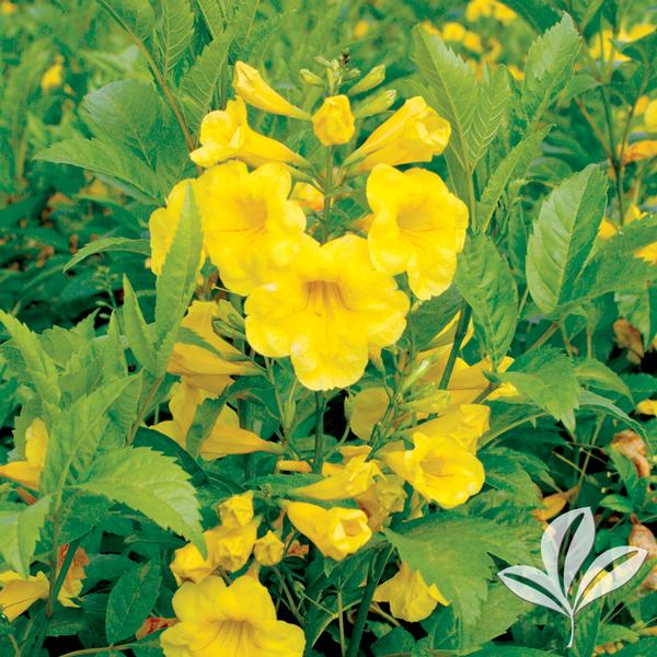 stans 'Lonesp' Gold Star Esperanza from Greenleaf Nursery