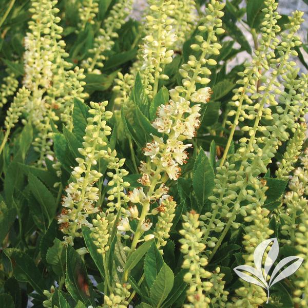 Clethra alnifolia 'Sixteen Candles' SIXTEEN CANDLES SUMMERSWEET from