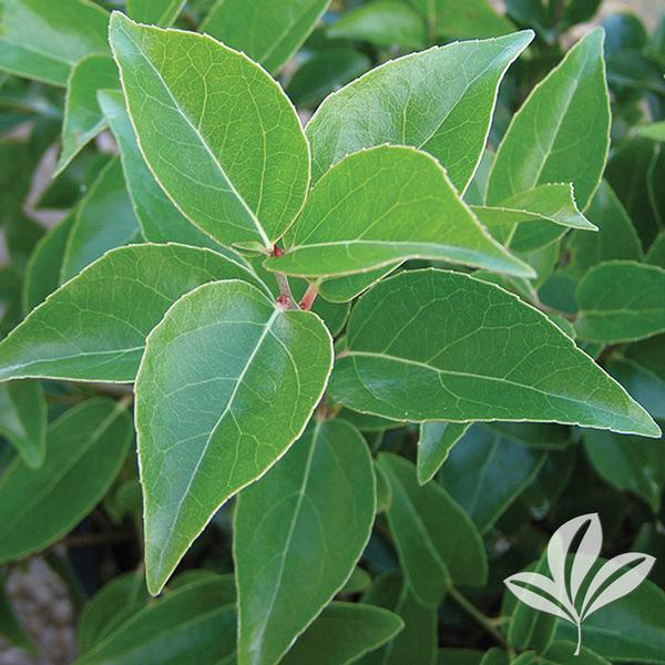 Xylosma congestum JAPANESE XYLOSMA from Greenleaf Nursery