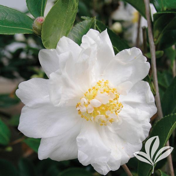 Camellia Camellia x 'Winter's Snowman' WINTER'S SNOWMAN CAMELLIA from