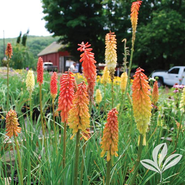 Kniphofia Kniphofia uvaria 'Flamenco' FLAMENCO RED HOT POKER from Greenleaf Nursery