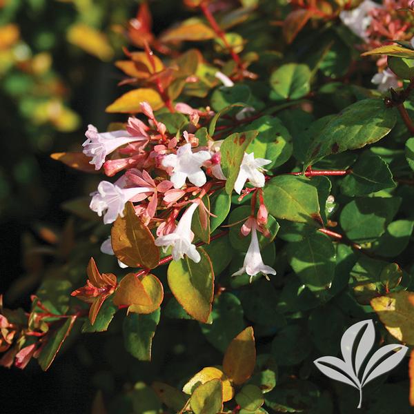 Abelia Abelia x 'Canyon Creek' CANYON CREEK ABELIA from Greenleaf Nursery