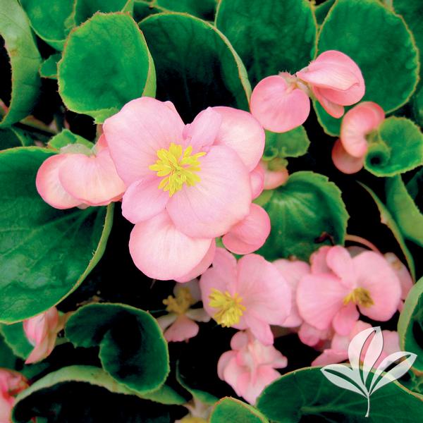 Begonia 'Pink' PINK GREENLEAF BEGONIA from Greenleaf Nursery
