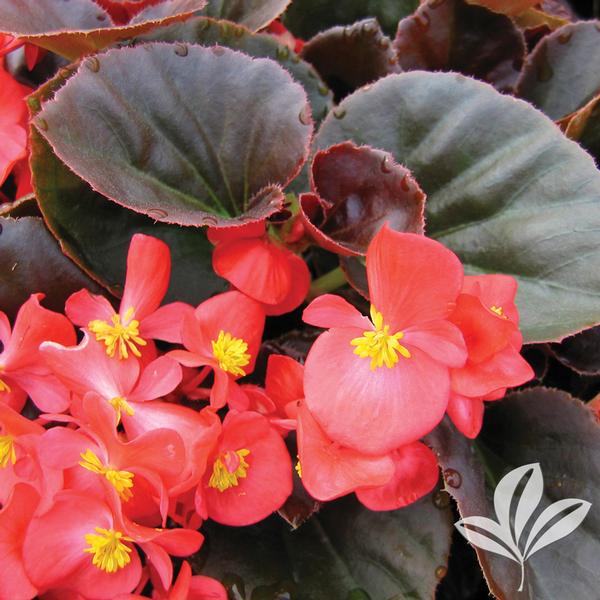 Begonia Begonia 'Vodka' VODKA BEGONIA from Greenleaf Nursery