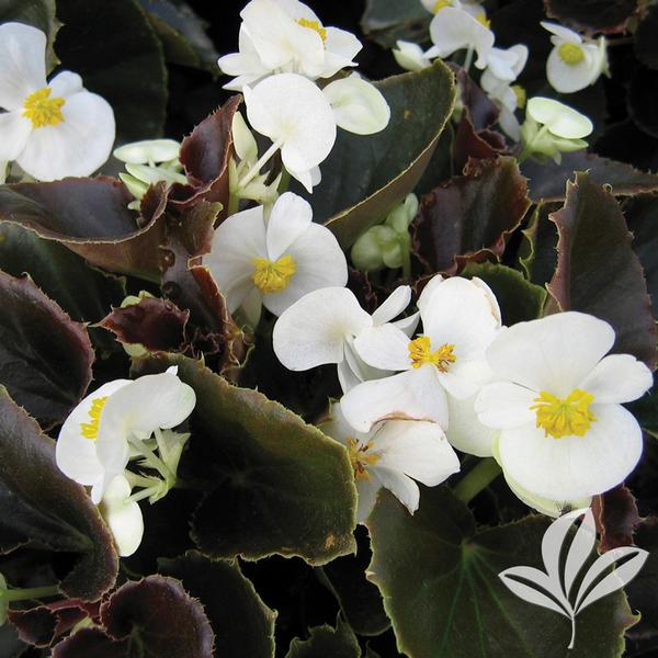 Begonia 'Whiskey' WHISKEY BEGONIA from Greenleaf Nursery
