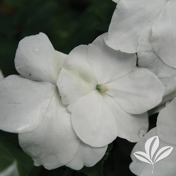 Impatiens Impatiens 'White' White Impatiens from Greenleaf Nursery