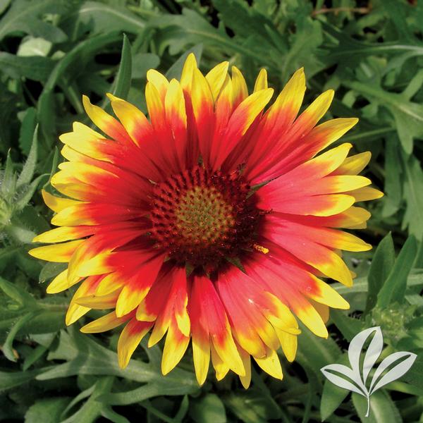 Gaillardia Gaillardia x grandiflora 'Goblin' GOBLIN BLANKET FLOWER from