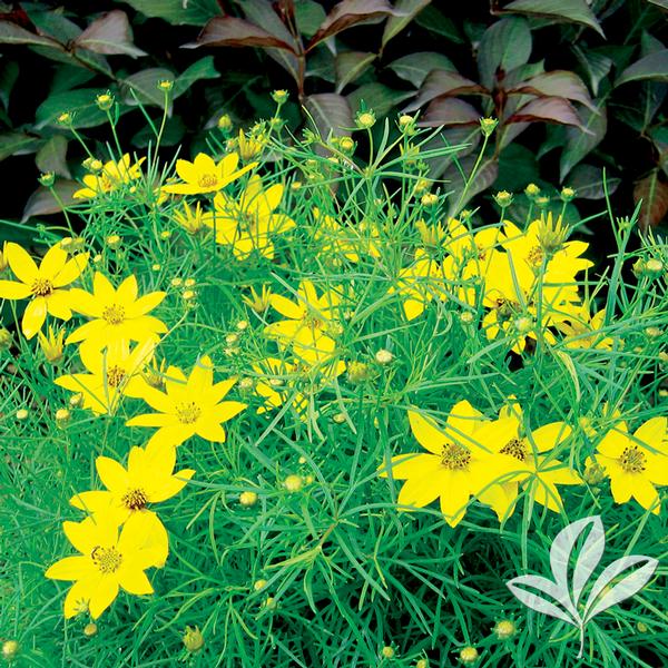 Coreopsis Coreopsis verticillata 'Zagreb' Zagreb Coreopsis from