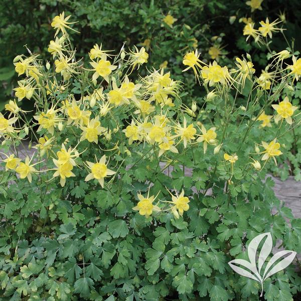 Aquilegia Aquilegia hinckleyana Texas Gold Columbine from Greenleaf Nursery