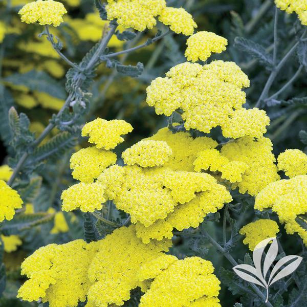 Achillea Achillea 'Moonshine' MOONSHINE YARROW from Greenleaf Nursery