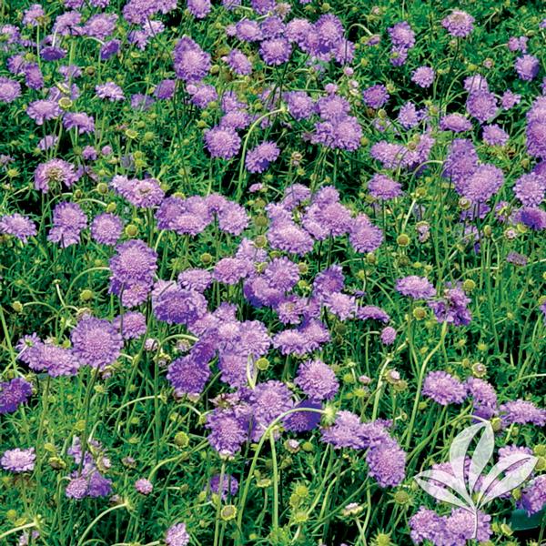 Scabiosa Scabiosa columbaria 'Butterfly Blue' Butterfly Blue Pincushion Flower from Greenleaf