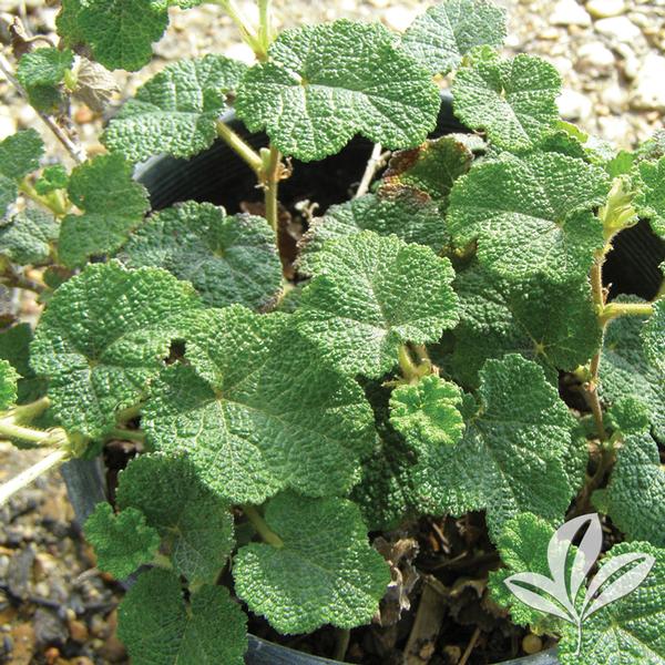 Rubus Rubus calcynoides Emerald Carpet Creeping Raspberry from