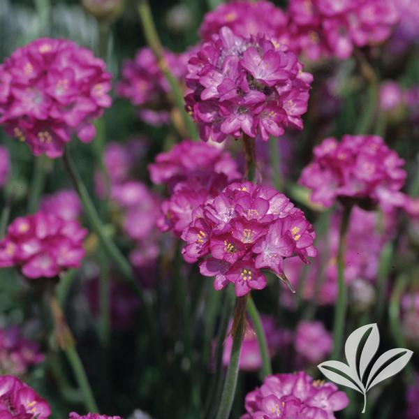 Armeria Armeria maritima Splendens Sea Pink from Greenleaf Nursery