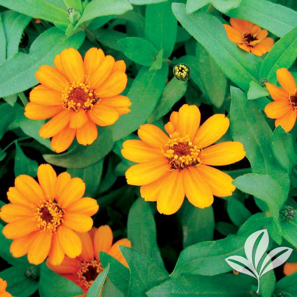 Zinnia angustifolia x elegans 'Profusion Orange' PROFUSION ORANGE