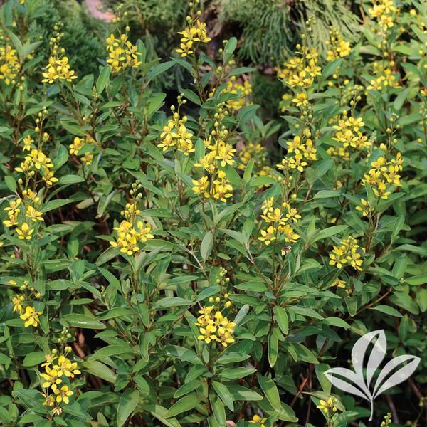 Galphimia Galphimia glauca Shower of Gold Thryallis from Greenleaf Nursery