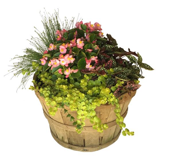 Mix Basket Mixed Annuals ShadySide Shadyside Basket Blend from