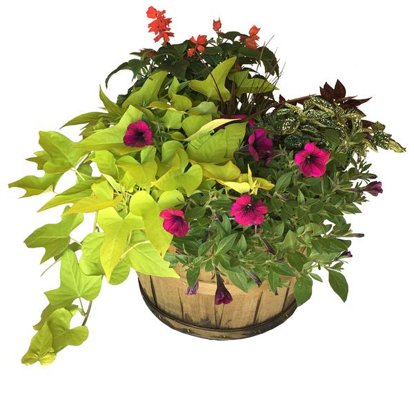 Mix Basket Mixed Annuals SunnySide SunnySide Basket Blend from