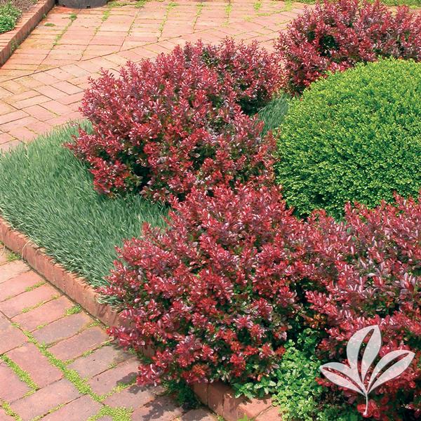 Berberis thunbergii 'Crimson Pygmy' COMPACT CRIMSON PYGMY BARBERRY from