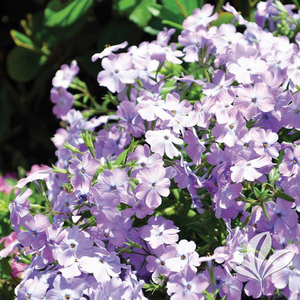 Phlox Phlox hybrida 'PPPHL07301' Paparazzi® Angelina Phlox from