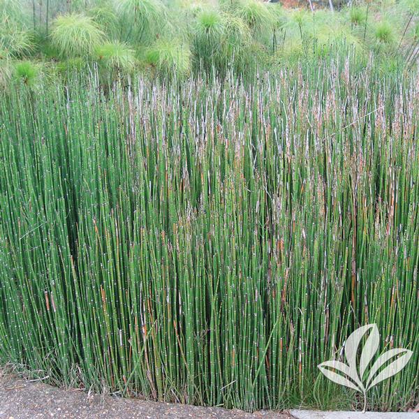 Equisetum Equisetum hyemale Horsetail Reed from Greenleaf Nursery