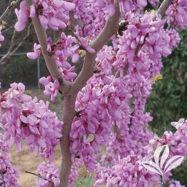 Cercis chinensis 'Bubble Gum' BUBBLE GUM REDBUD from Greenleaf Nursery