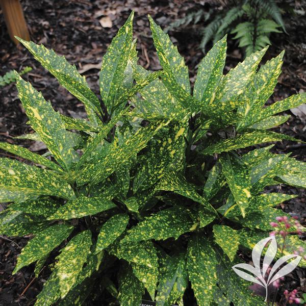 Aucuba japonica 'Hosoba Hoshifu' HOSOBA HOSHIFU JAPANESE AUCUBA from