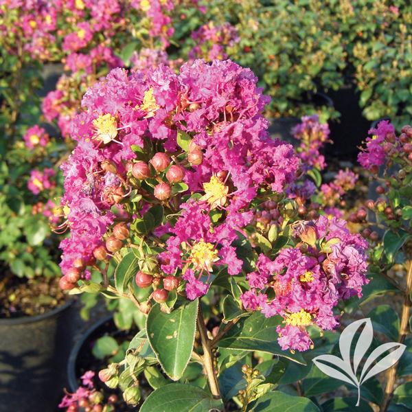 Lagerstroemia 'Purple Magic' PURPLE MAGIC CRAPEMYRTLE PP23906 from Greenleaf Nursery