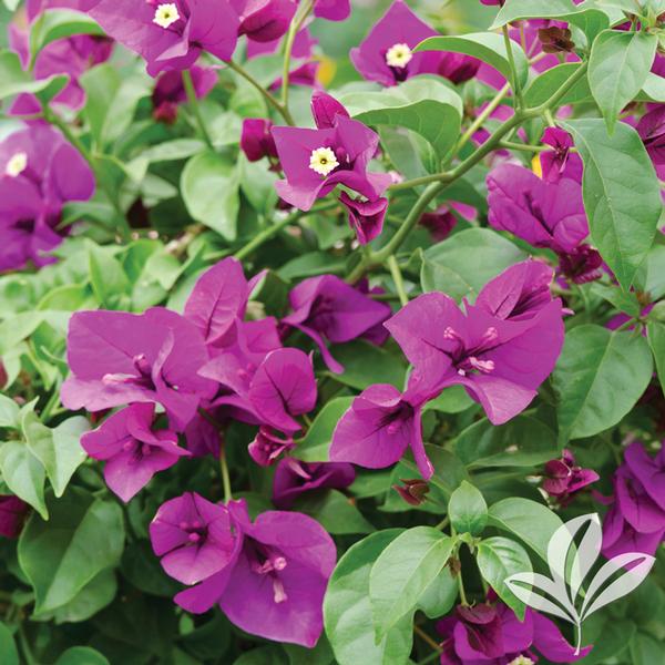Bougainvillea 'Royal Purple' ROYAL PURPLE BOUGAINVILLEA BUSH from