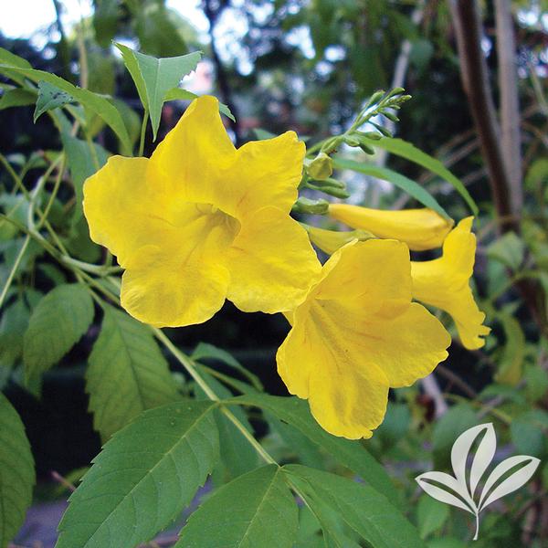 stans 'TEC60109105' Lydia™ Esperanza from Greenleaf Nursery