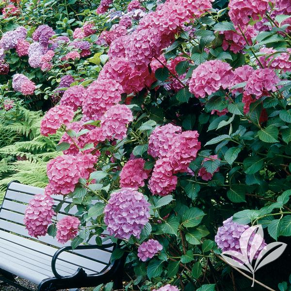 Hydrangea m. Hydrangea macrophylla 'Big Daddy' Big Daddy Hydrangea from