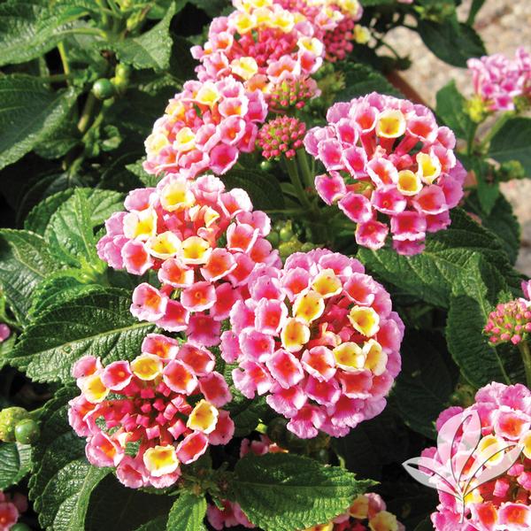 Lantana Lantana camara ',Evita Pink', EVITA(R) PINK LANTANA from