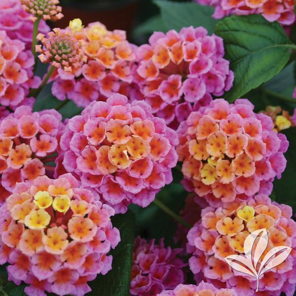 Lantana Lantana camara 'Evita Rose' Evita® Rose Lantana from Greenleaf