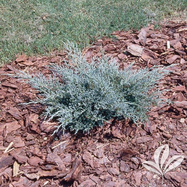 Juniperus Juniperus chinensis 'Angelica Blue' Angelica Blue Juniper