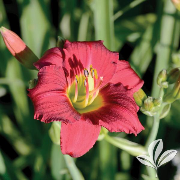 Hemerocallis Hemerocallis 'Ruby Stella' Ruby Stella Daylily from